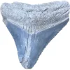 Megalodon Tooth, Bone Valley, Florida, 1.60 inch Prehistoric Online