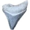 Megalodon Tooth  Bone Valley, Florida 1.90 inch Prehistoric Online