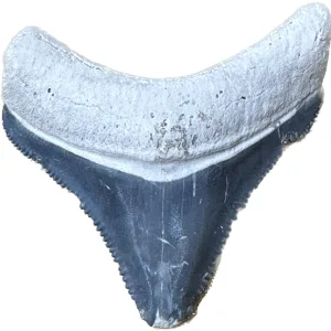 Megalodon Tooth  Bone Valley, Florida 1.65 inch Prehistoric Online