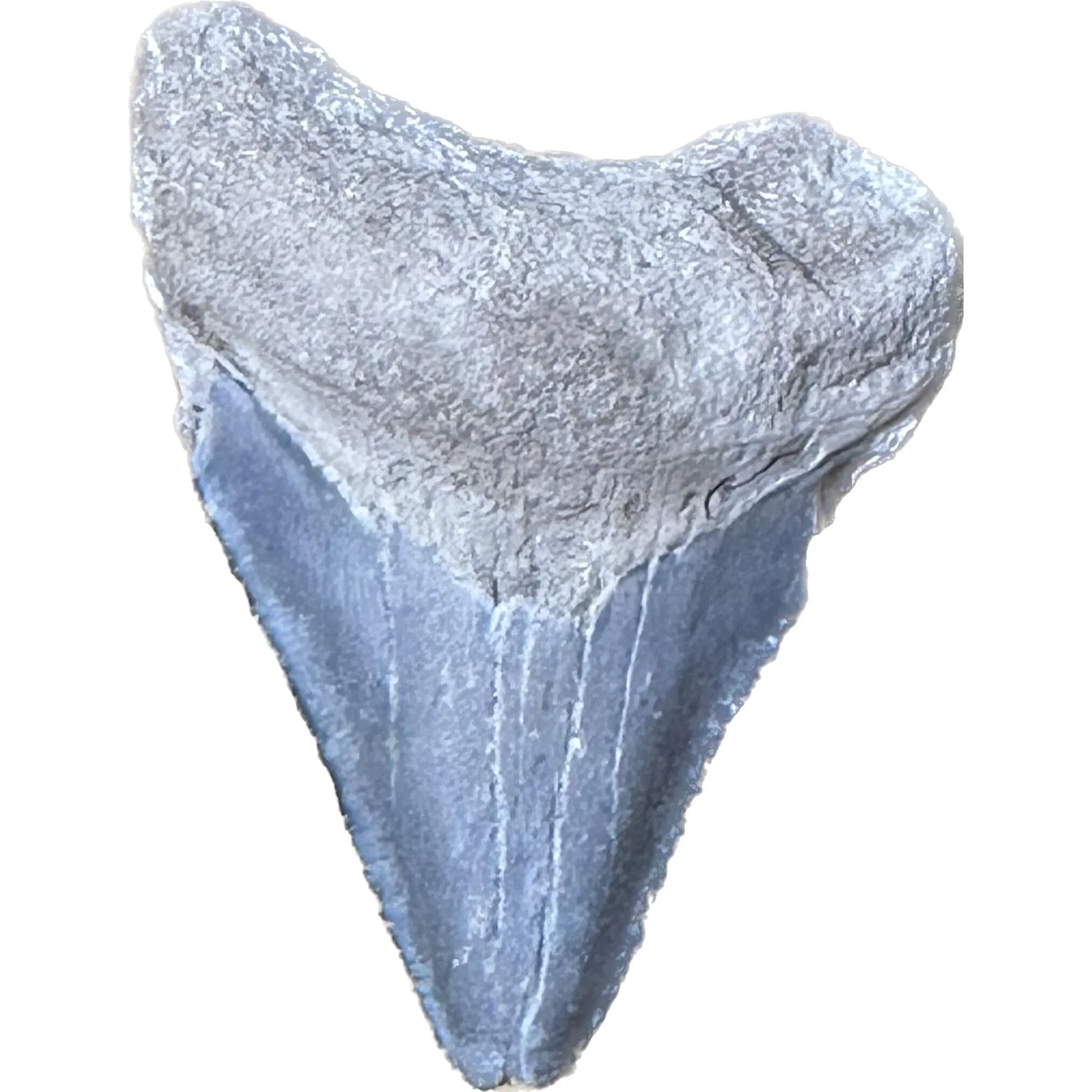 Megalodon Tooth  Bone Valley, Florida 1.55 inch Prehistoric Online