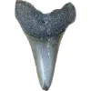 Megalodon Tooth, Bone Valley, Florida,1.55 inch Prehistoric Online