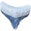 Megalodon Tooth  Bone Valley, Florida 1.20 inch Prehistoric Online