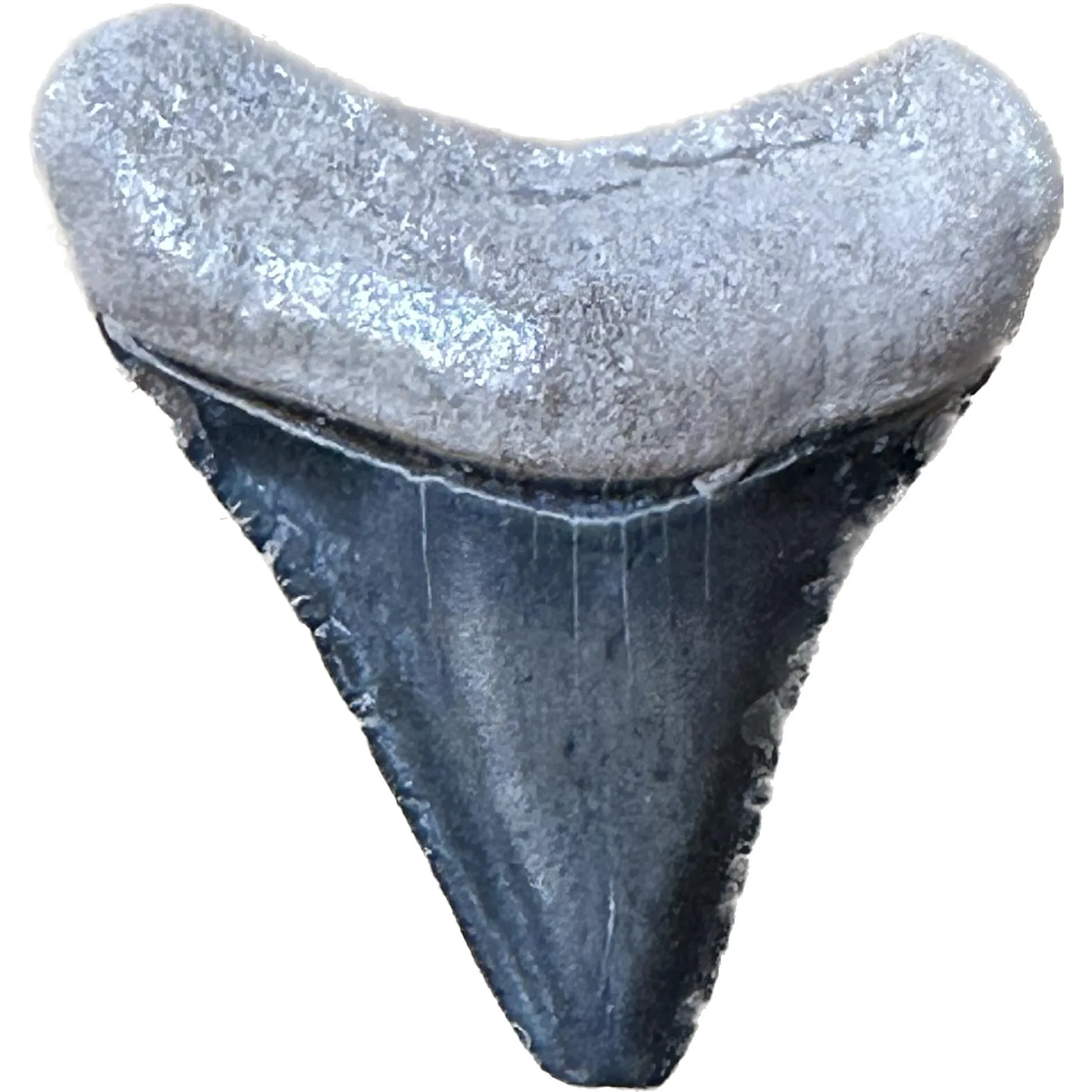 Megalodon Tooth  Bone Valley, Florida 1.30 inch Prehistoric Online