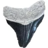 Megalodon Tooth  Bone Valley, Florida 1.53 inch Prehistoric Online