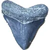 Megalodon Tooth, Bone Valley, Florida, 1.77 inch Prehistoric Online