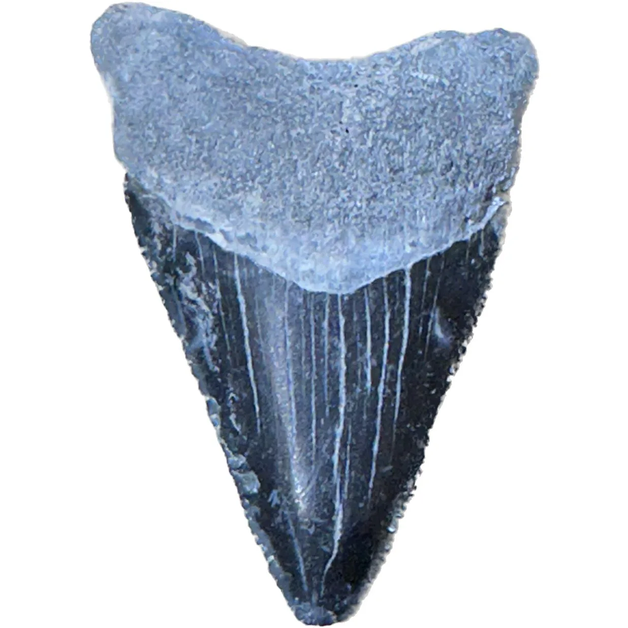 Megalodon Tooth  Bone Valley, Florida 1.95 inch Prehistoric Online