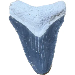 Megalodon Tooth  Bone Valley, Florida 1.19 inch Prehistoric Online