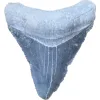 Megalodon Tooth  Bone Valley, Florida 1.86 inch Prehistoric Online