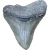 Megalodon Tooth, Bone Valley, Florida, 1.80 inch Prehistoric Online