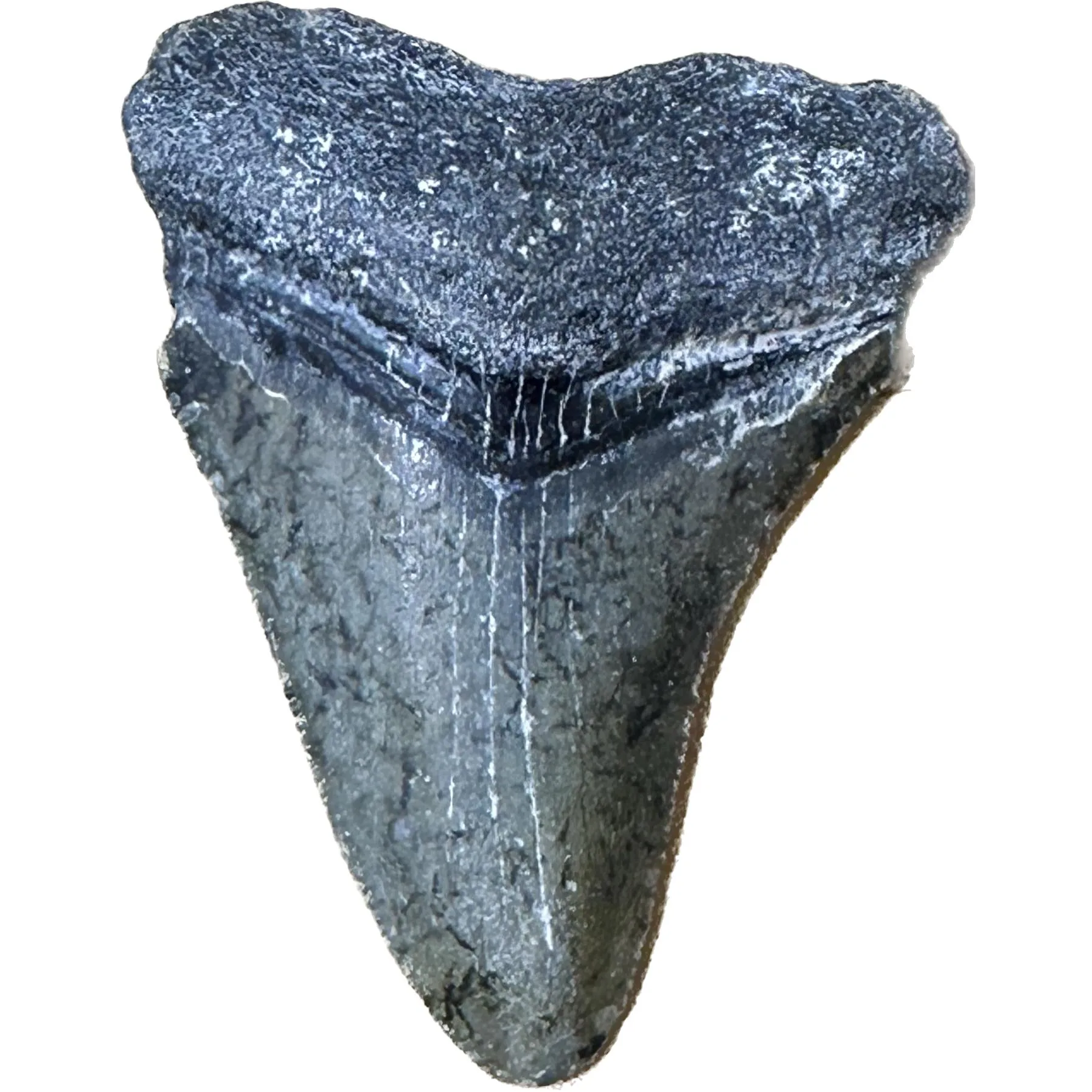 Megalodon Tooth  Bone Valley, Florida 1.96 inch Prehistoric Online