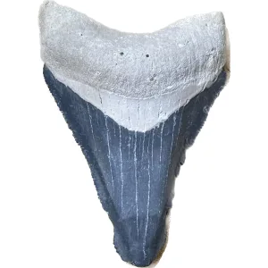 Megalodon Tooth  Bone Valley, Florida 2.18 inch Prehistoric Online
