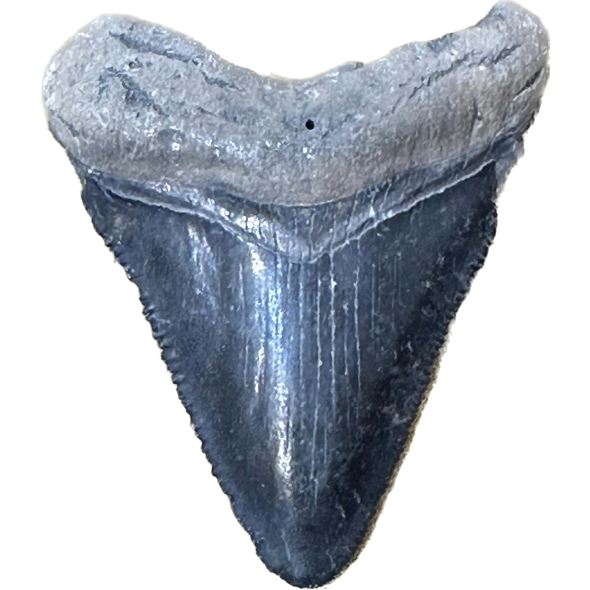 Megalodon Tooth  Bone Valley, Florida 2.08 inch Prehistoric Online