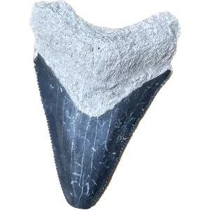 Megalodon Tooth  Bone Valley, Florida 2.14 inch Prehistoric Online