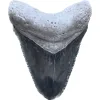 Megalodon Tooth, Bone Valley, Florida, 1.52 inch Prehistoric Online