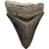 Megalodon Tooth, Bone Valley, Florida, 2.63 inch Prehistoric Online