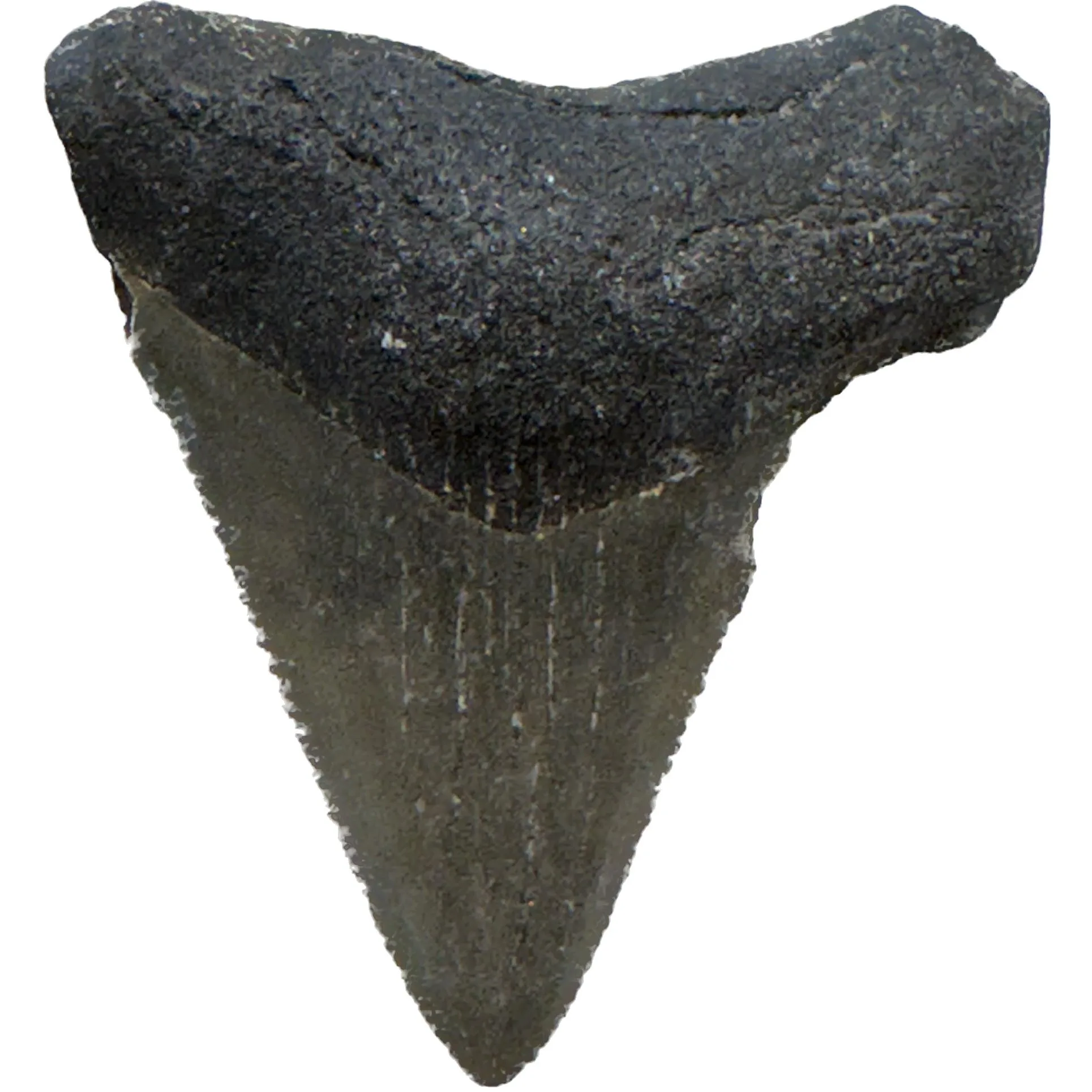 Megalodon Tooth  Bone Valley, Florida 1.10 inch Prehistoric Online