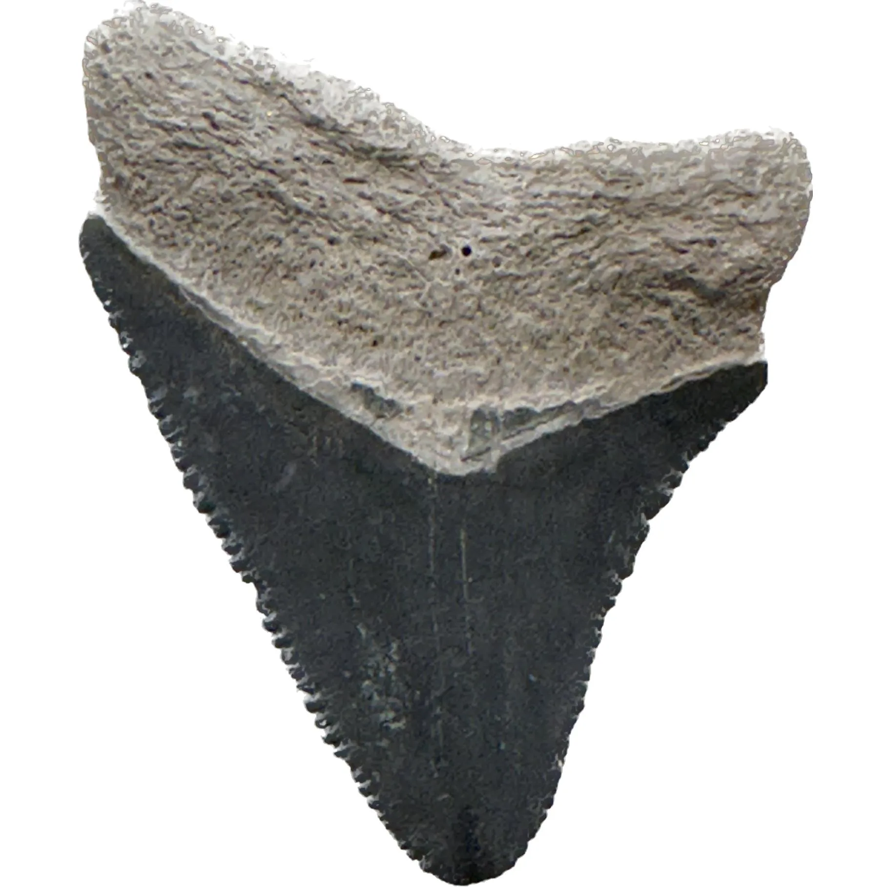 Megalodon Tooth  Bone Valley, Florida 1.15 inch Prehistoric Online