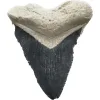 Megalodon Tooth, Bone Valley, Florida,1.75 inch Prehistoric Online