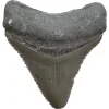 Megalodon Tooth, Bone Valley, Florida,1.50 inch Prehistoric Online