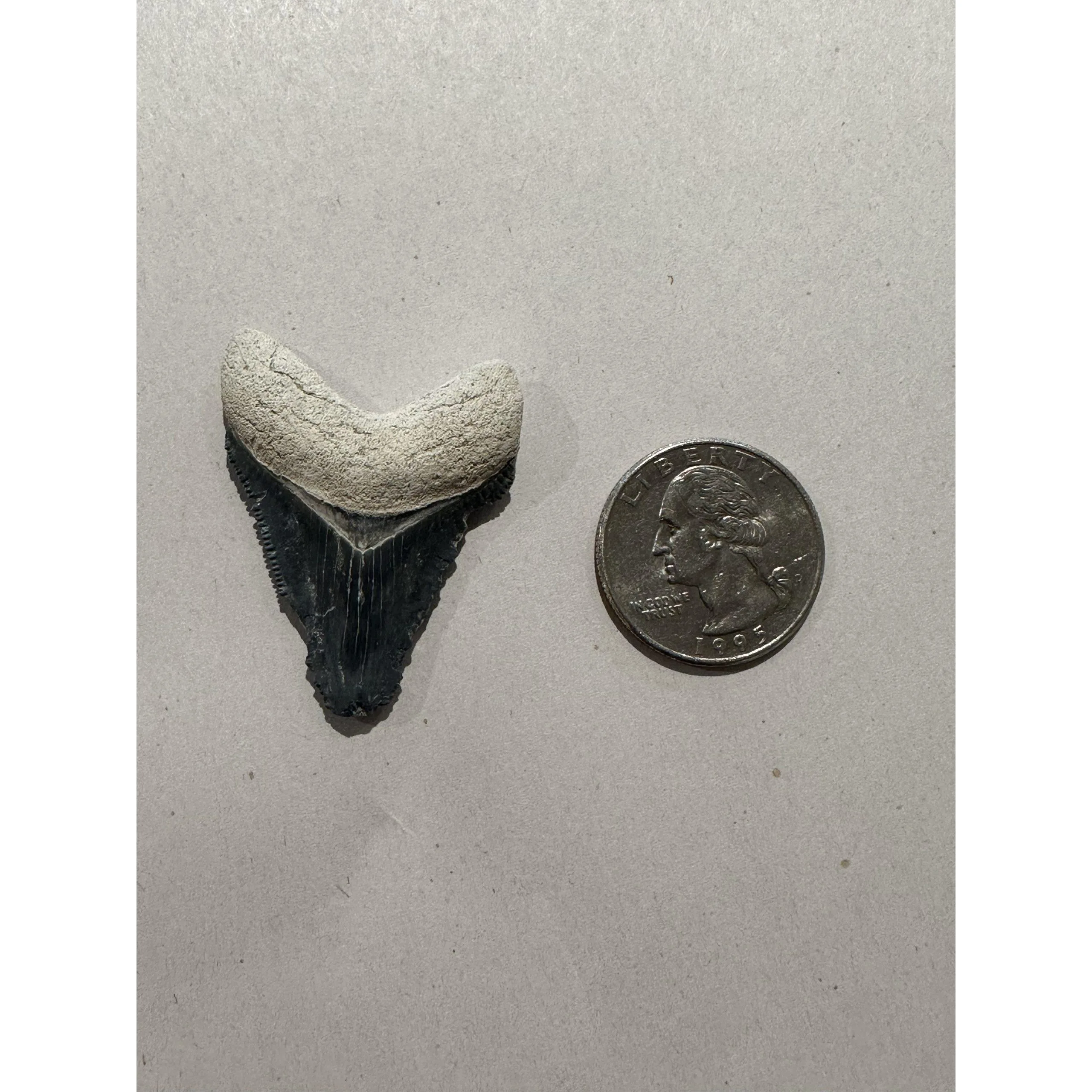 Megalodon Tooth, Bone Valley, Florida, 1.58 inch Prehistoric Online