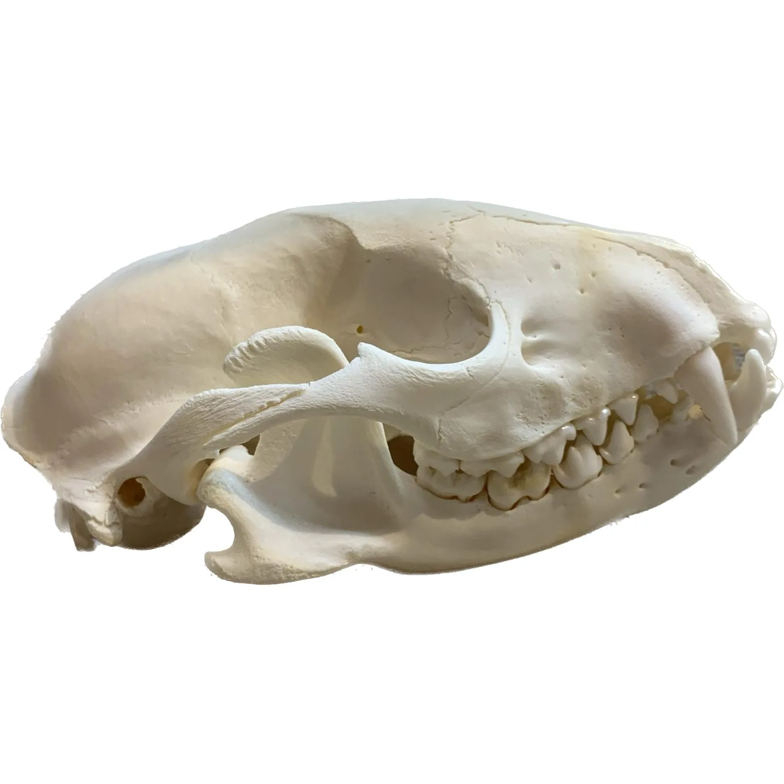 Raccoon Skull, Exceptional Prehistoric Online