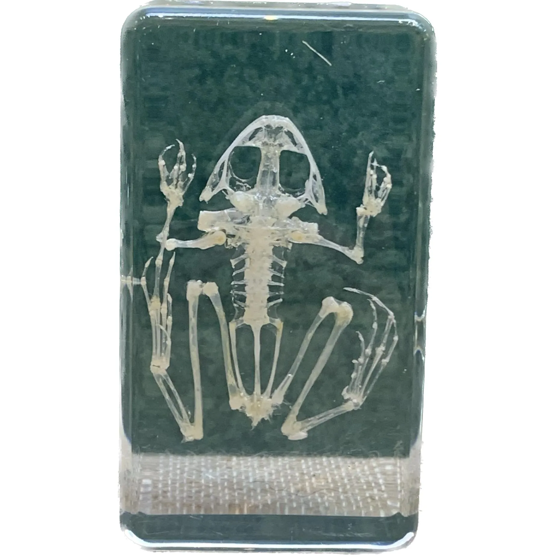 Frog Skeleton in Acrylic Prehistoric Online
