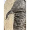 Huge Moroccan Lanceaspis Trilobite Fossil Prehistoric Online