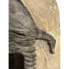 Huge Moroccan Lanceaspis Trilobite Fossil Prehistoric Online