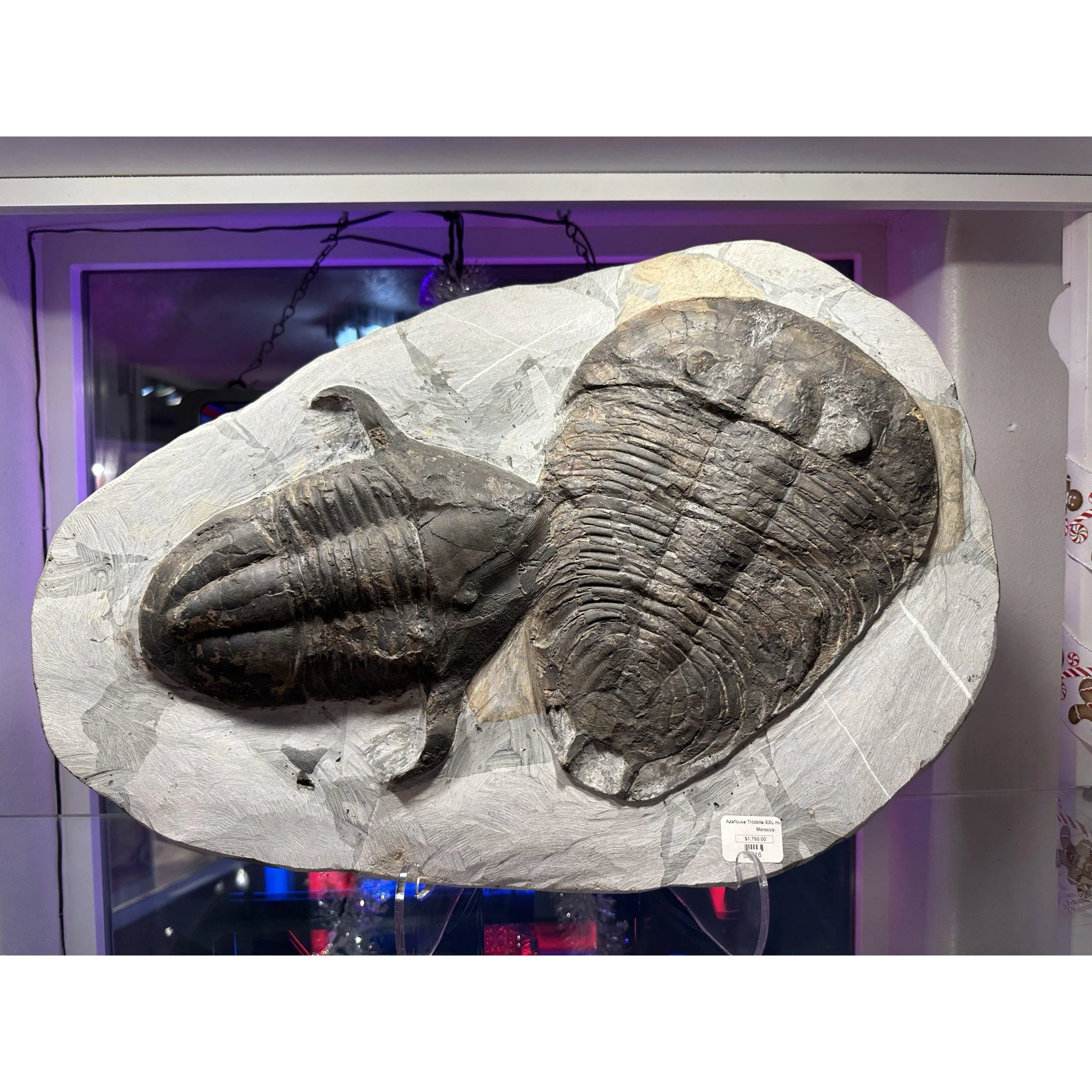 Large Ordovician Double Asaphid Trilobite Fossil Prehistoric Online