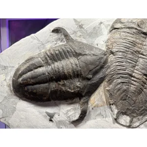 Large Ordovician Double Asaphid Trilobite Fossil Prehistoric Online