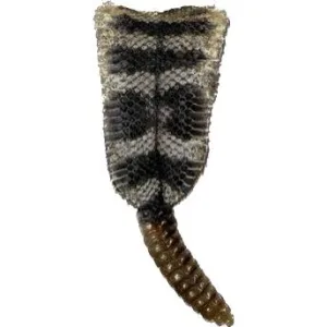 Rattlesnake skin with Rattle Very Large Prehistoric Online