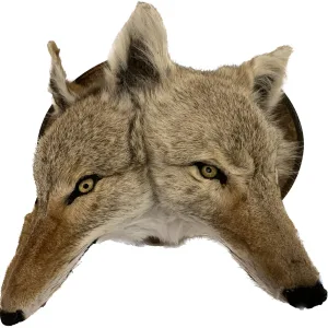 2 Head Coyote Taxidermy Professional mounts w Mold Prehistoric Online