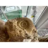 Huge Fossil ammonite pair Prehistoric Online