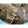 Huge Fossil ammonite pair Prehistoric Online