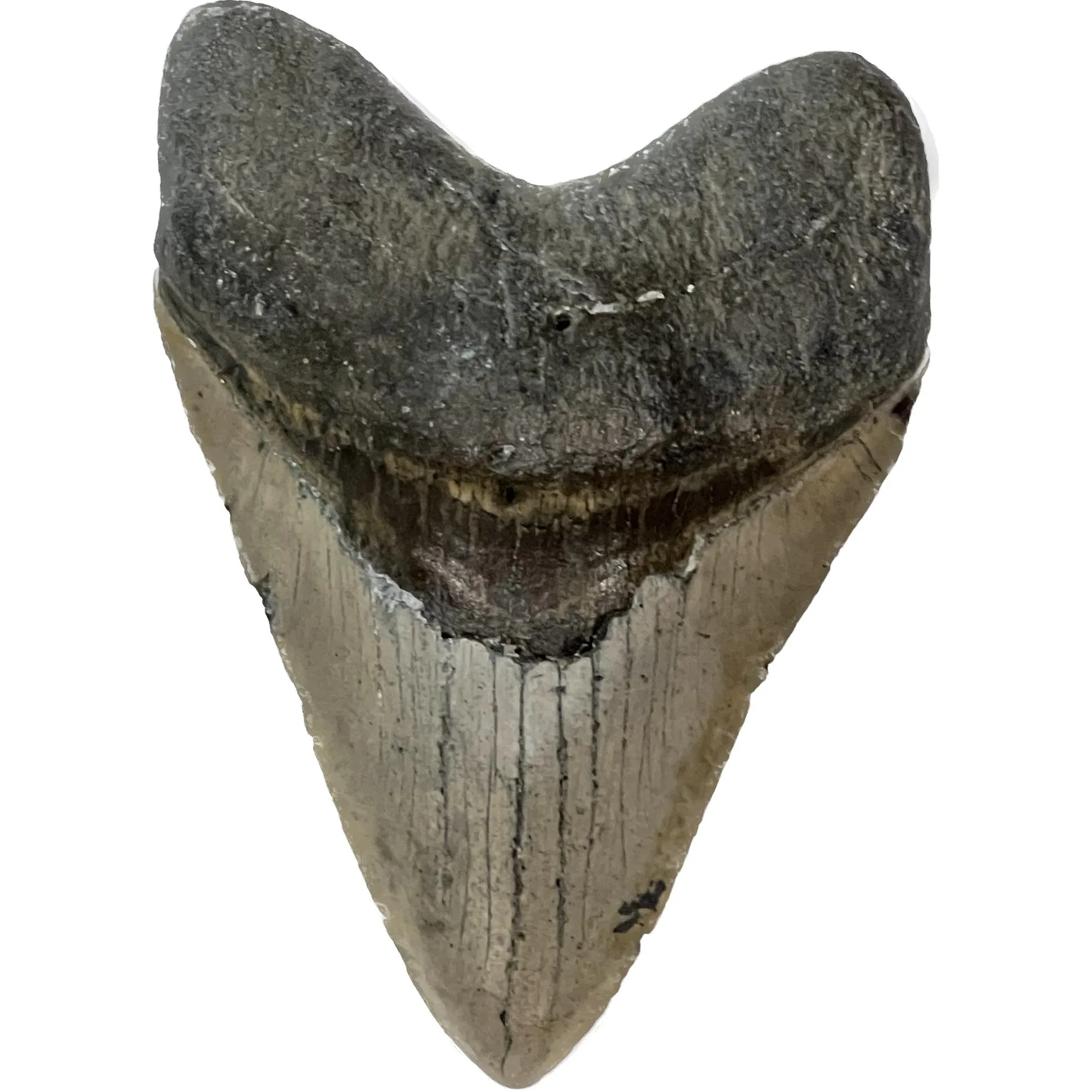Megalodon Tooth – 5.61″ from North Carolina Prehistoric Online