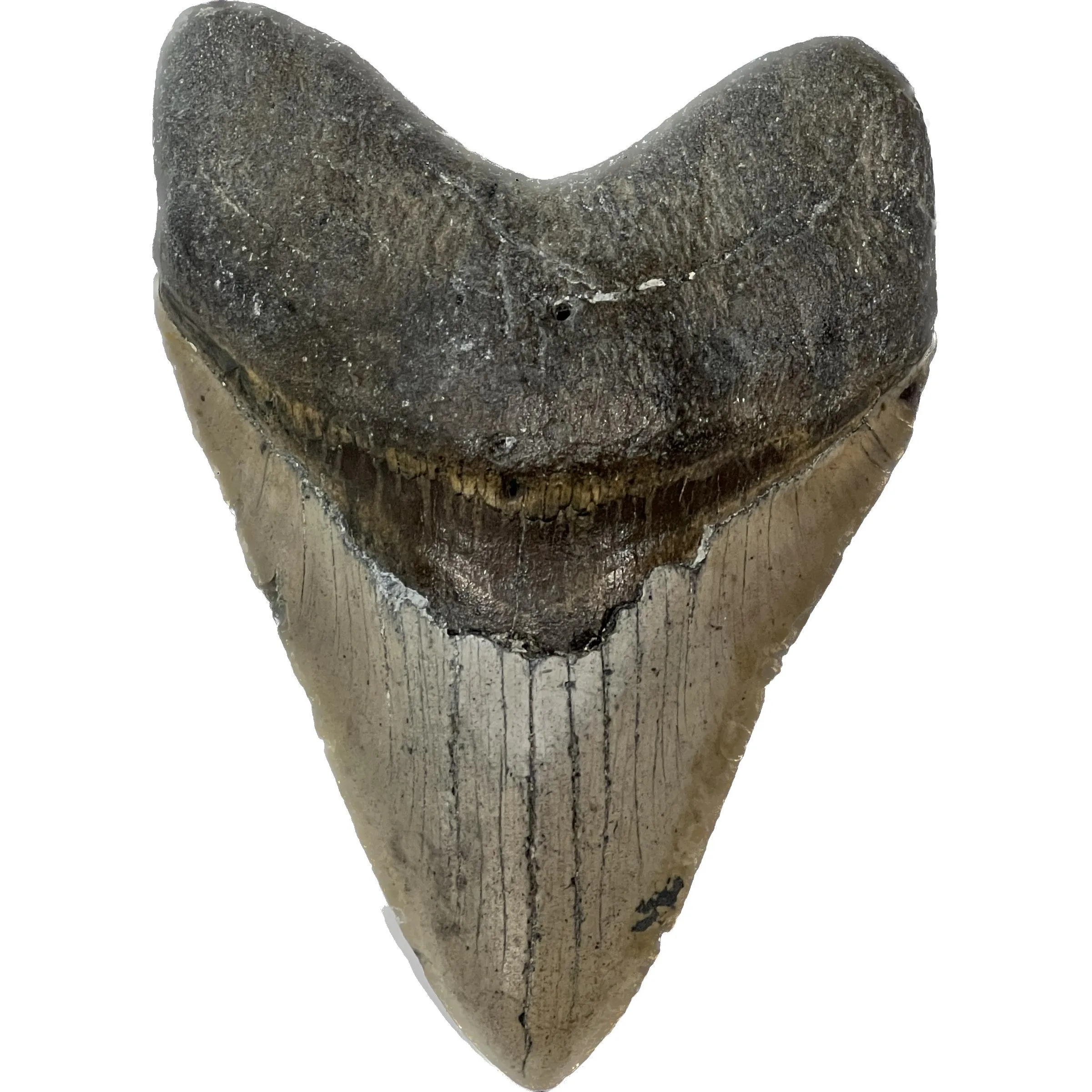 Huge Megalodon Tooth – 5.61″ Prehistoric Online