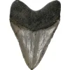 Megalodon Tooth – 5.61″ Prehistoric Online