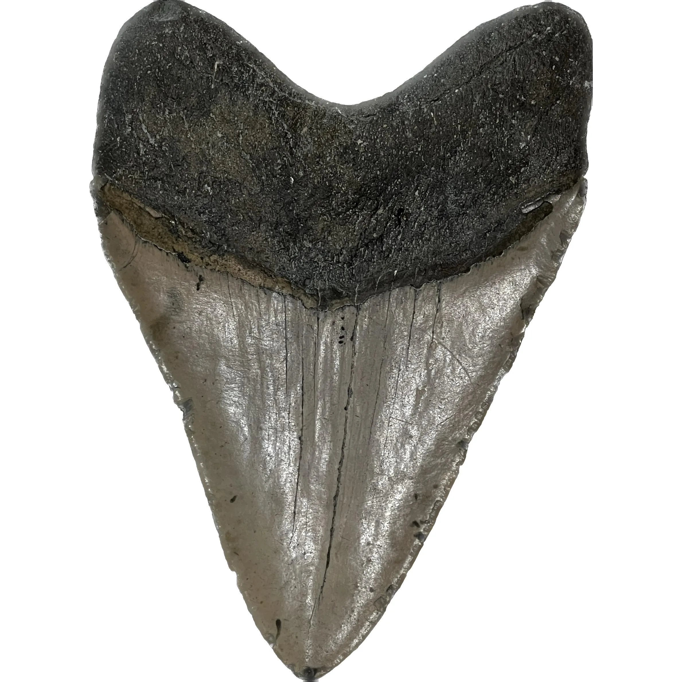 Megalodon Tooth – 5.61″ from North Carolina Prehistoric Online