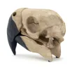 Parrot Skull, Resin and hand painted faux Prehistoric Online