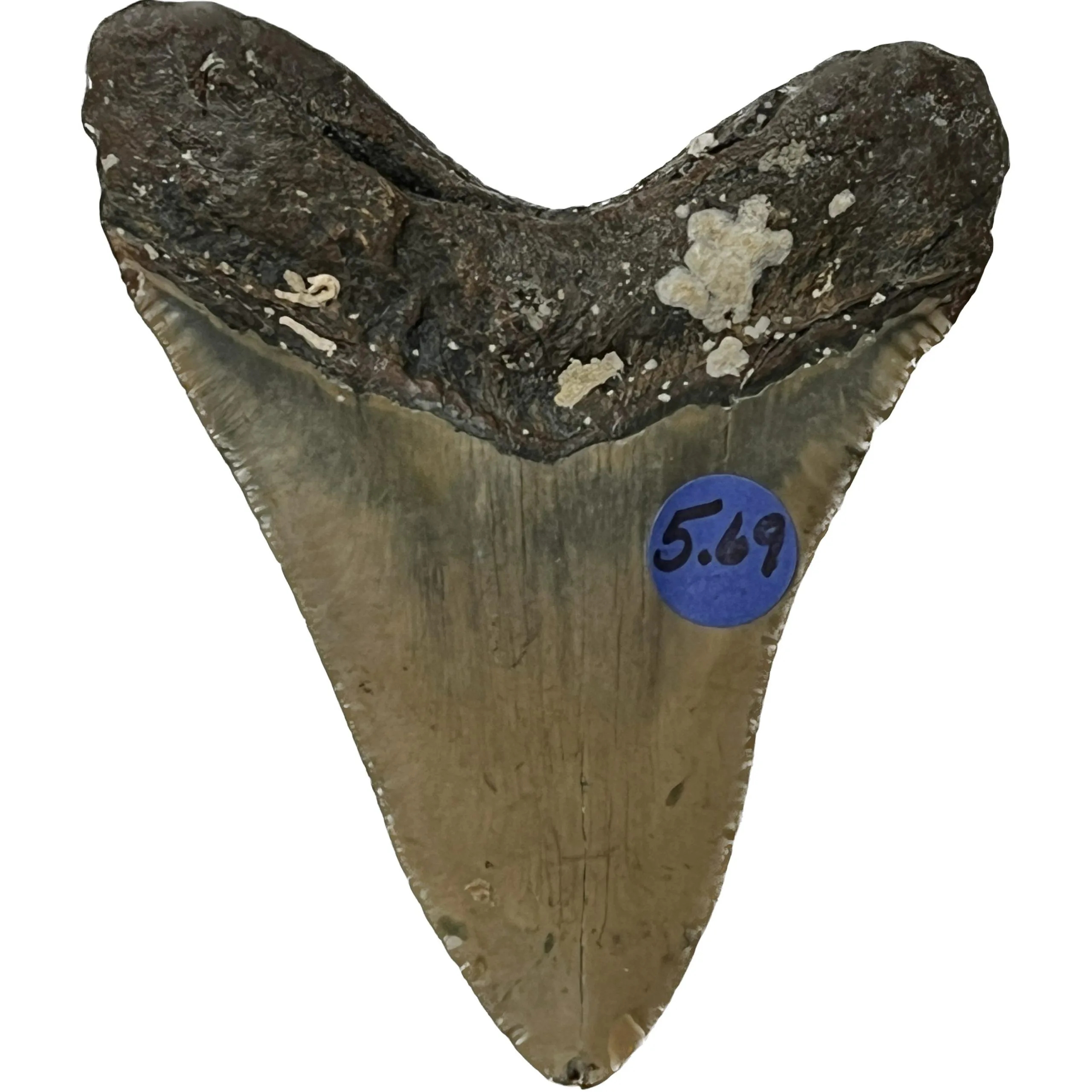 Megalodon Tooth – 5.69″, North Carolina Prehistoric Online
