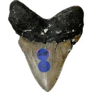 Megalodon Tooth – 6.05 inch Prehistoric Online