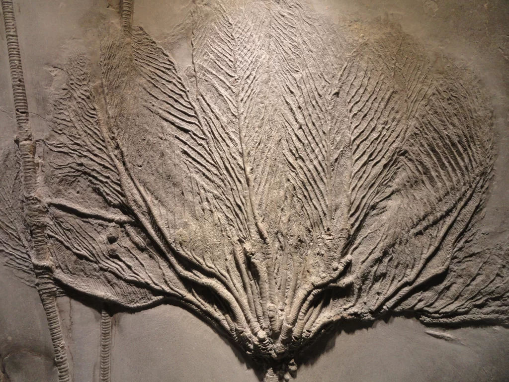 This is a picture of a devonian crinoid from germany.