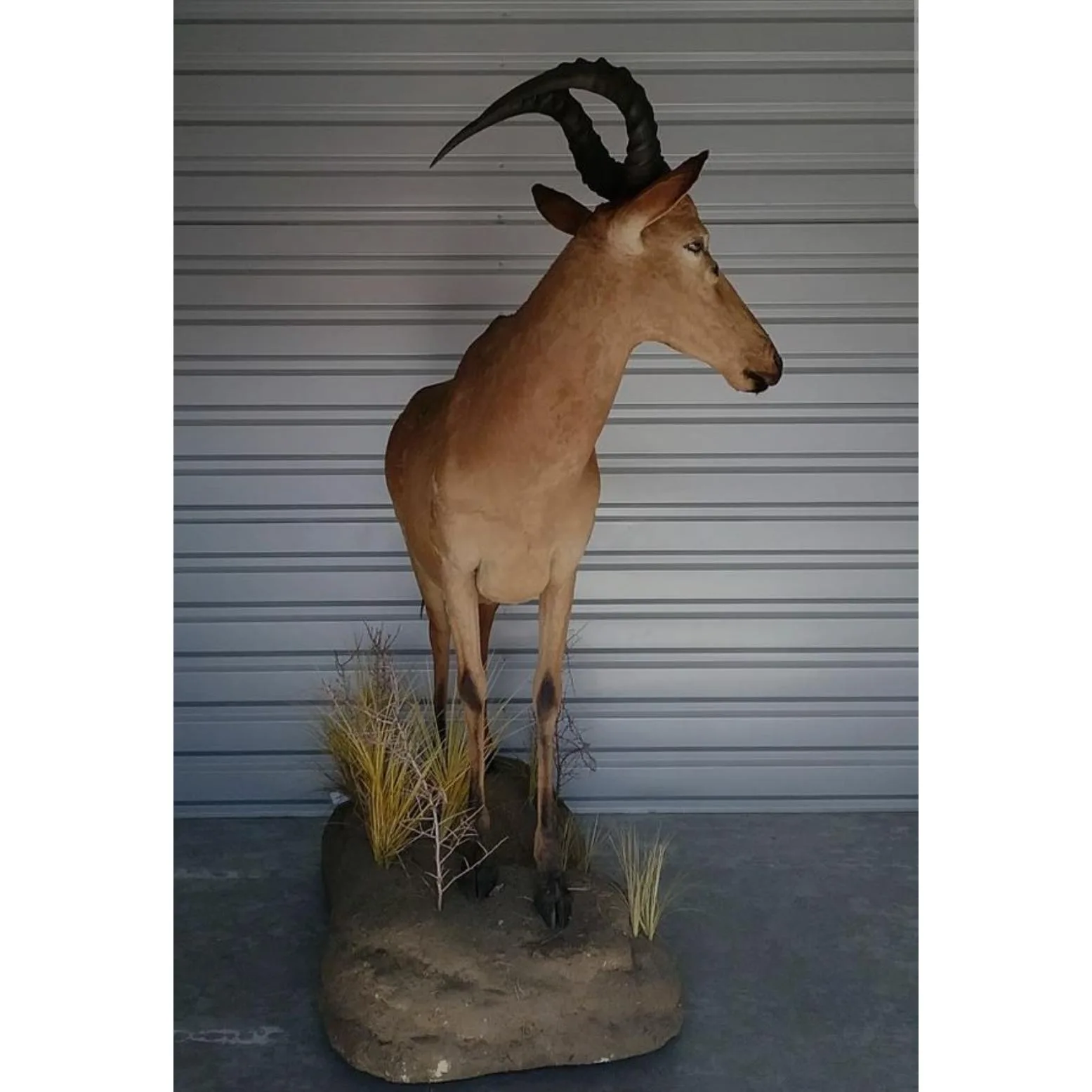 Huge African Hartebeest Antelope Prehistoric Online