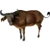 Huge African Dwarf Buffalo Prehistoric Online