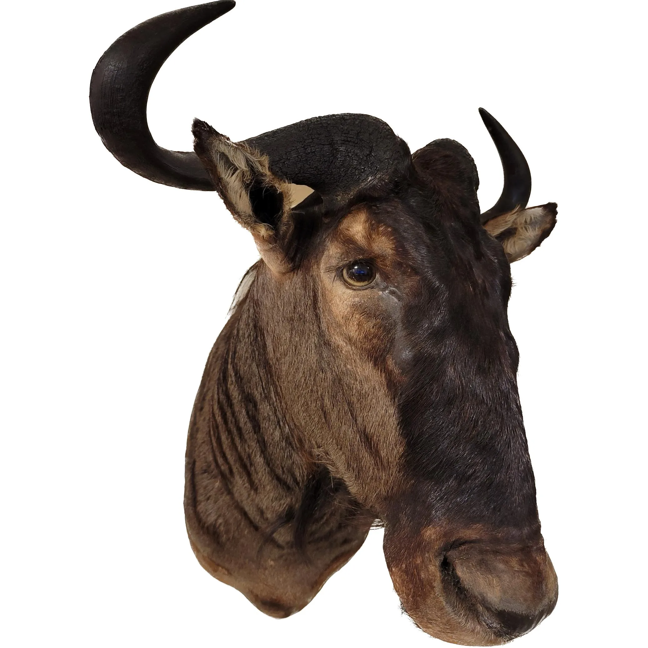 Huge African Blue Wildebeest head mount Prehistoric Online