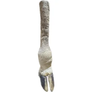Vintage African Giraffe foot and leg section Prehistoric Online