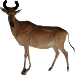 Huge African Hartebeest Antelope Prehistoric Online