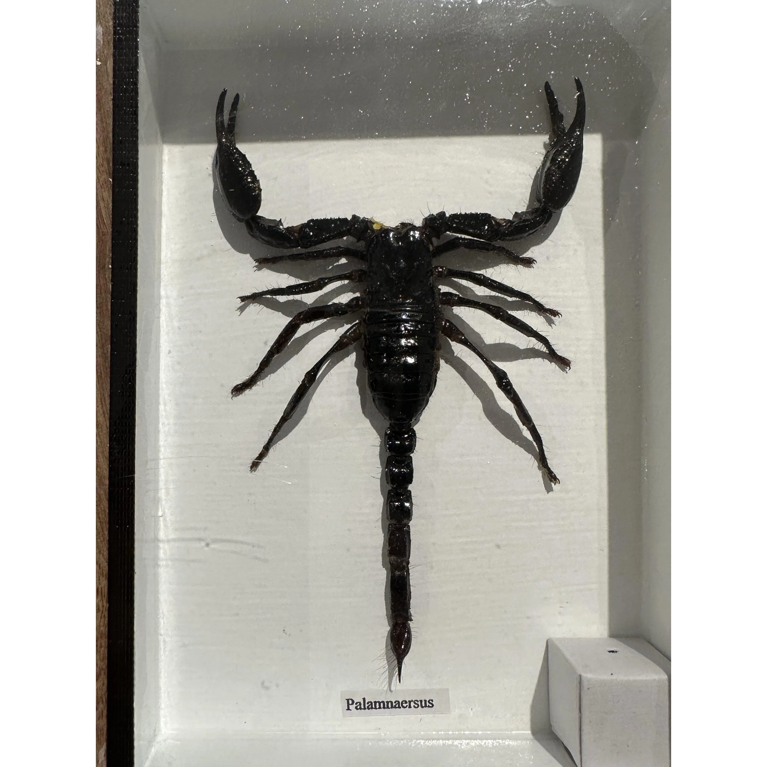 Giant Scorpion Framed, Palamnaersus Prehistoric Online