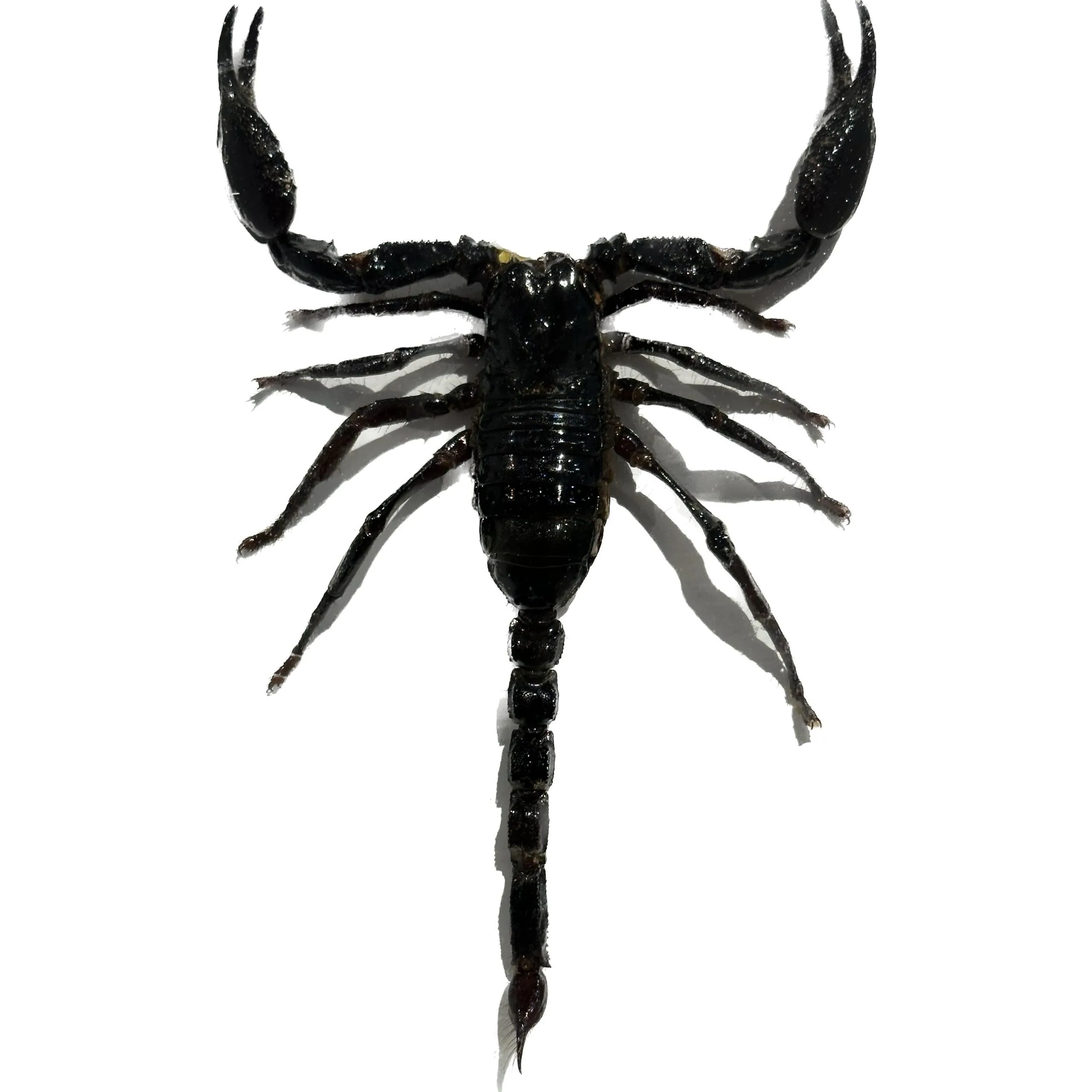 Giant Scorpion Framed, Palamnaersus Prehistoric Online