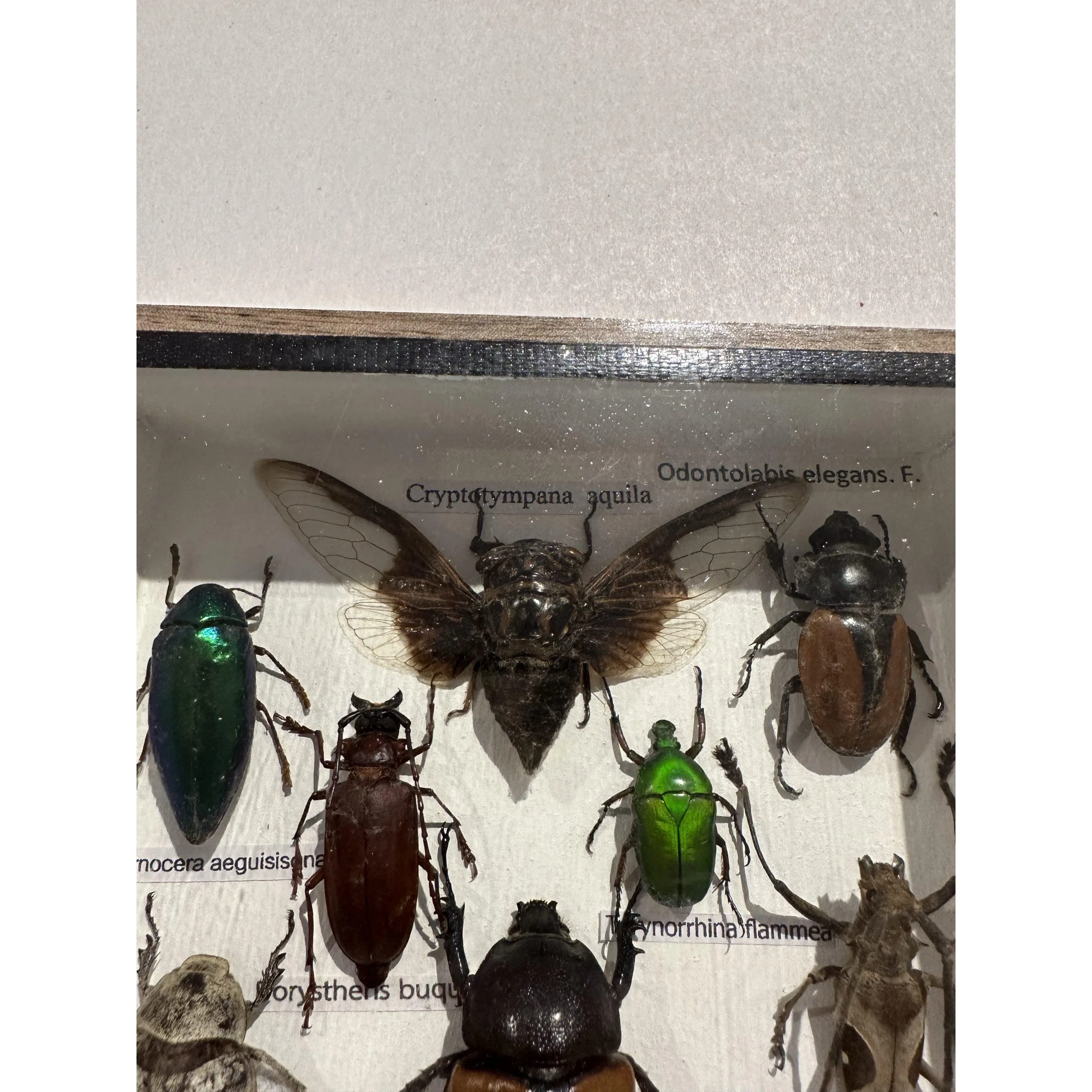 Beetle group professionally preserved and framed Prehistoric Online